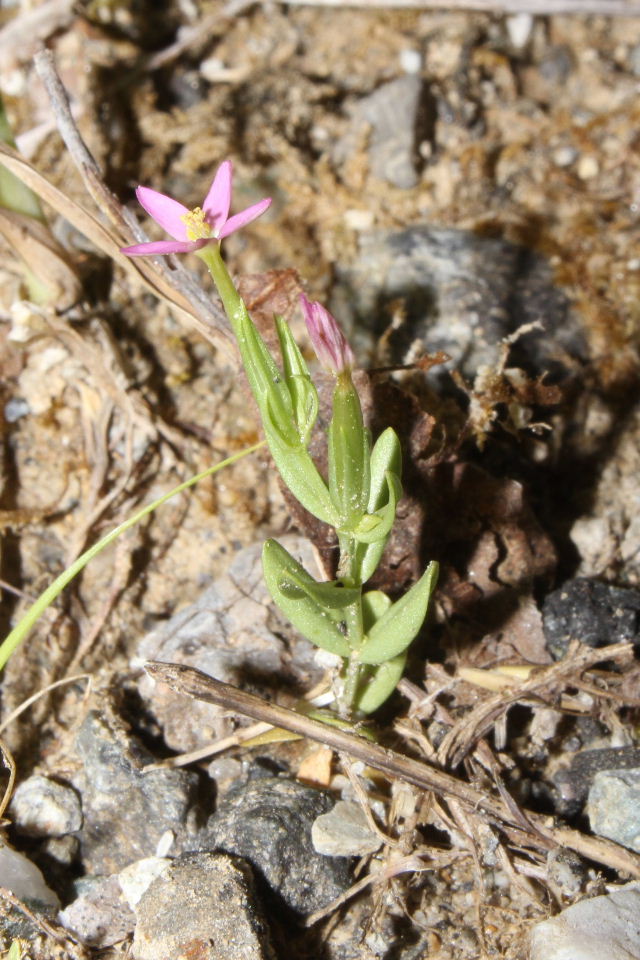 Centaurium pulchellum ???