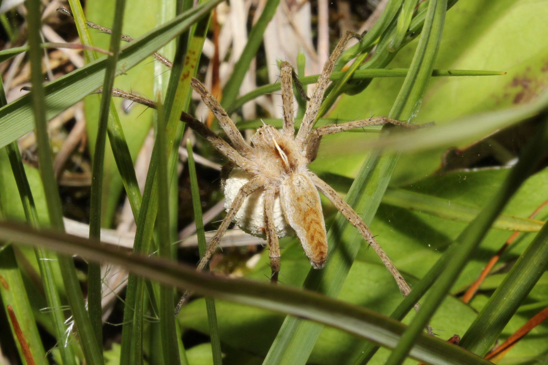 Pisaura sp. - Monte Aiona (GE)