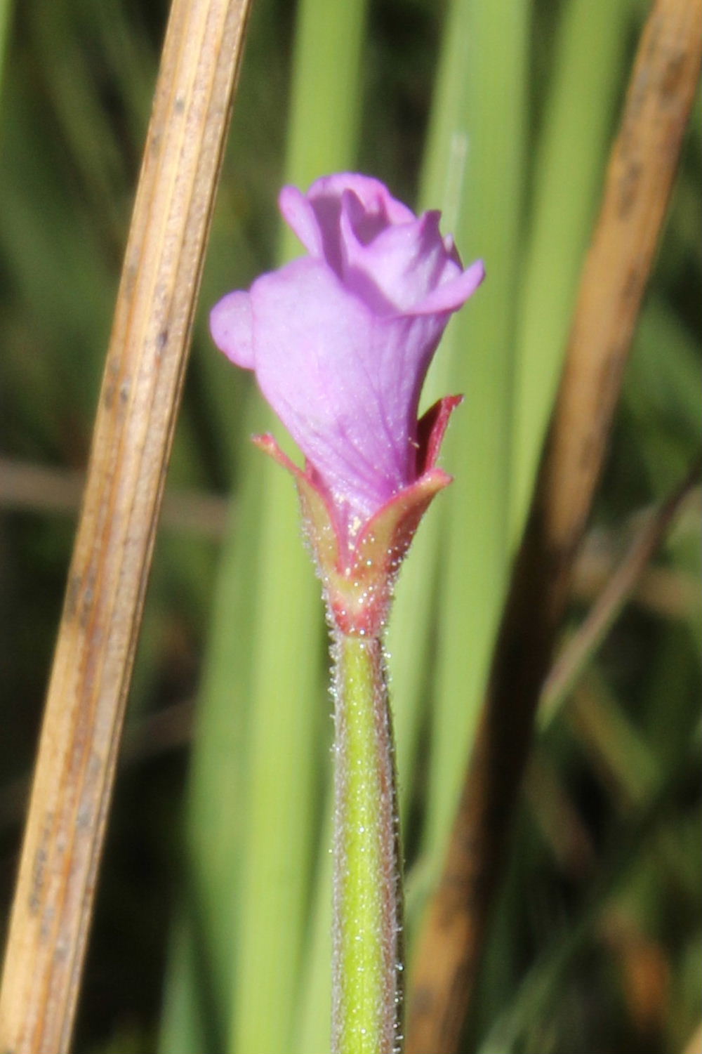 Epilobium palustre / Epilobio di palude