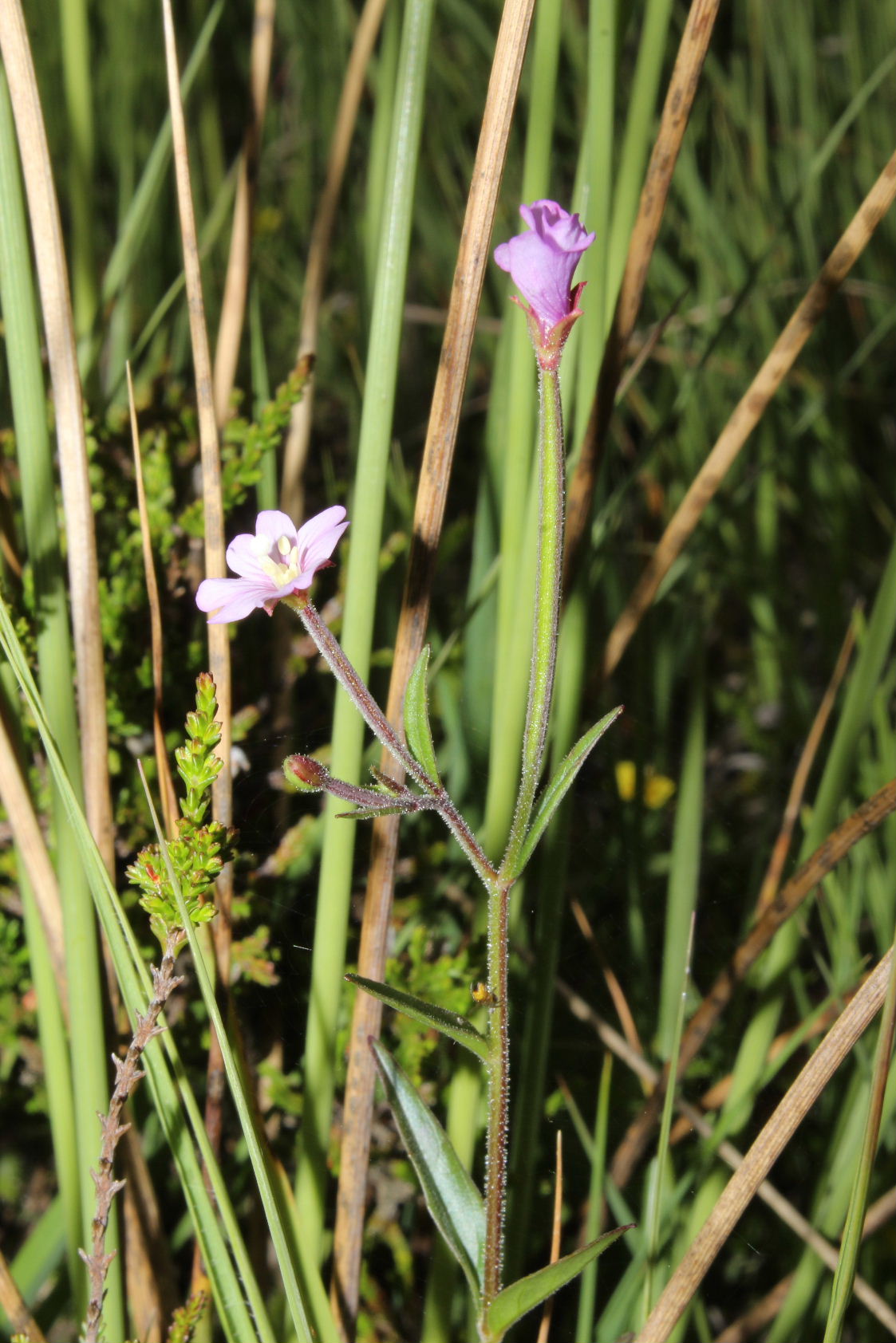 Epilobium palustre / Epilobio di palude