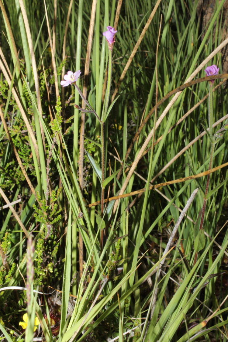 Epilobium palustre / Epilobio di palude