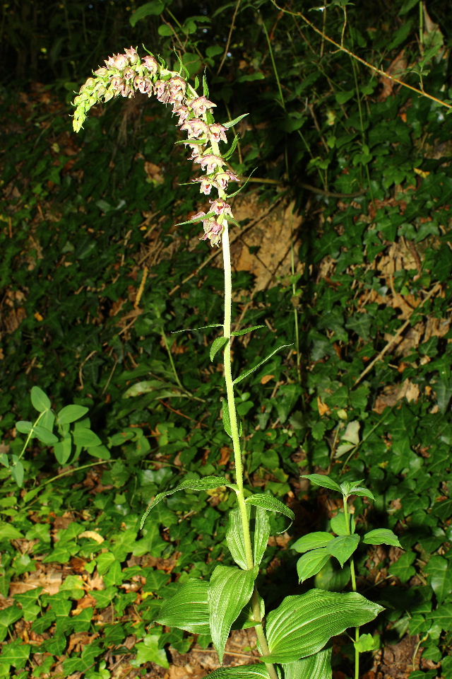 Epipactis helleborine