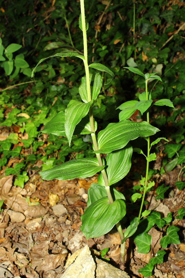 Epipactis helleborine