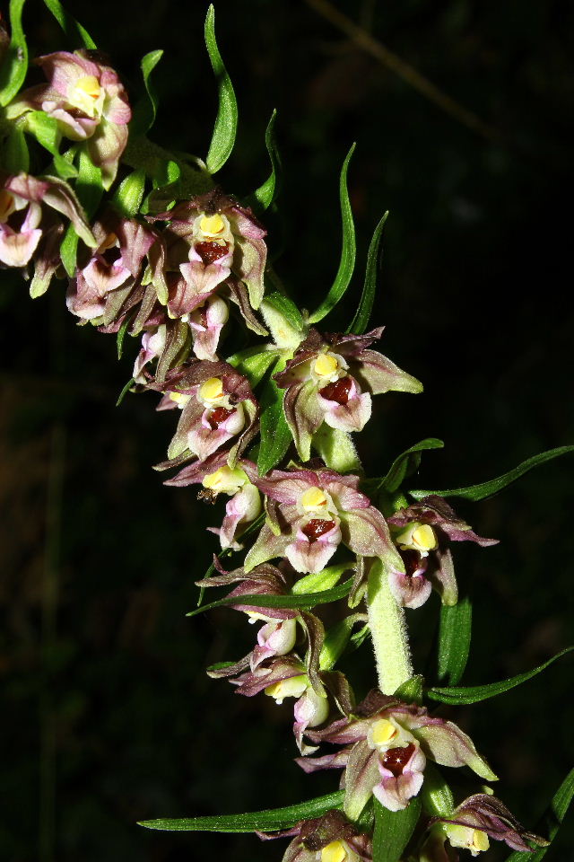 Epipactis helleborine