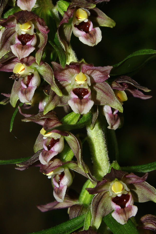 Epipactis helleborine