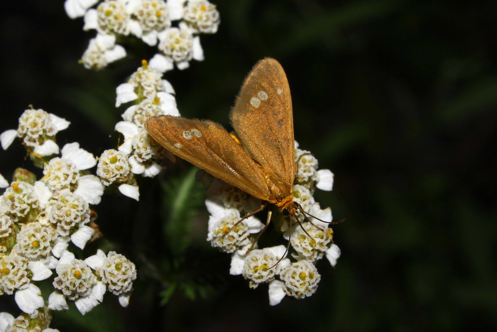 Lepidoptera da determinare