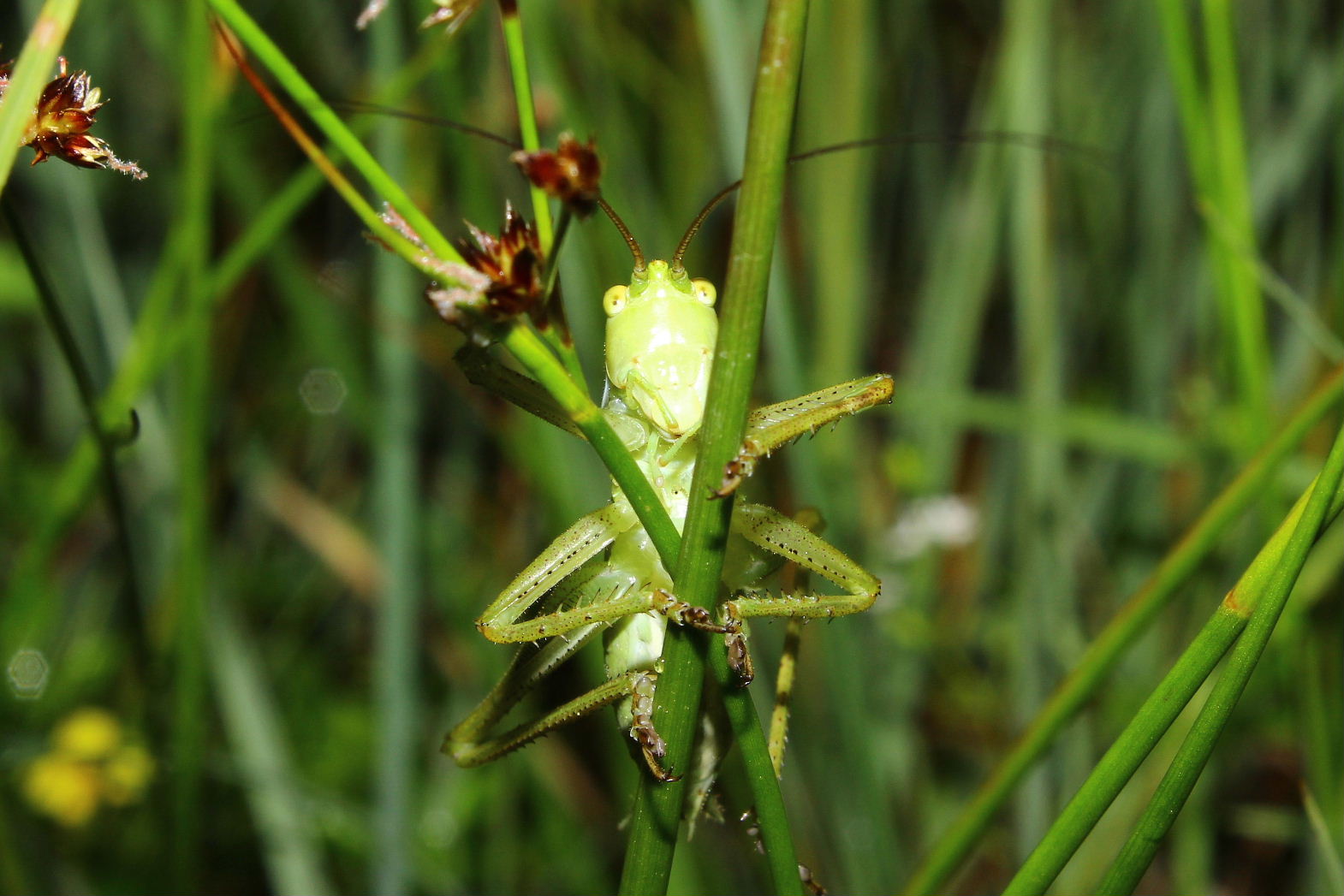 Orthoptera da determinare-2 ??