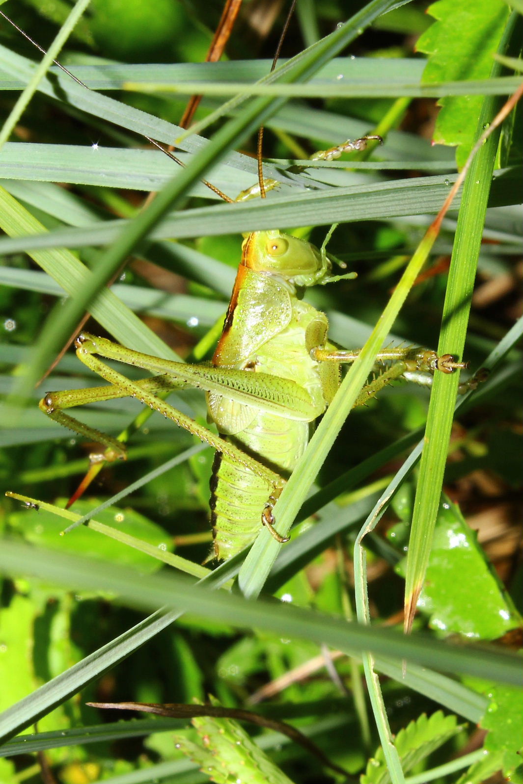 Orthoptera da determinare-2 ??