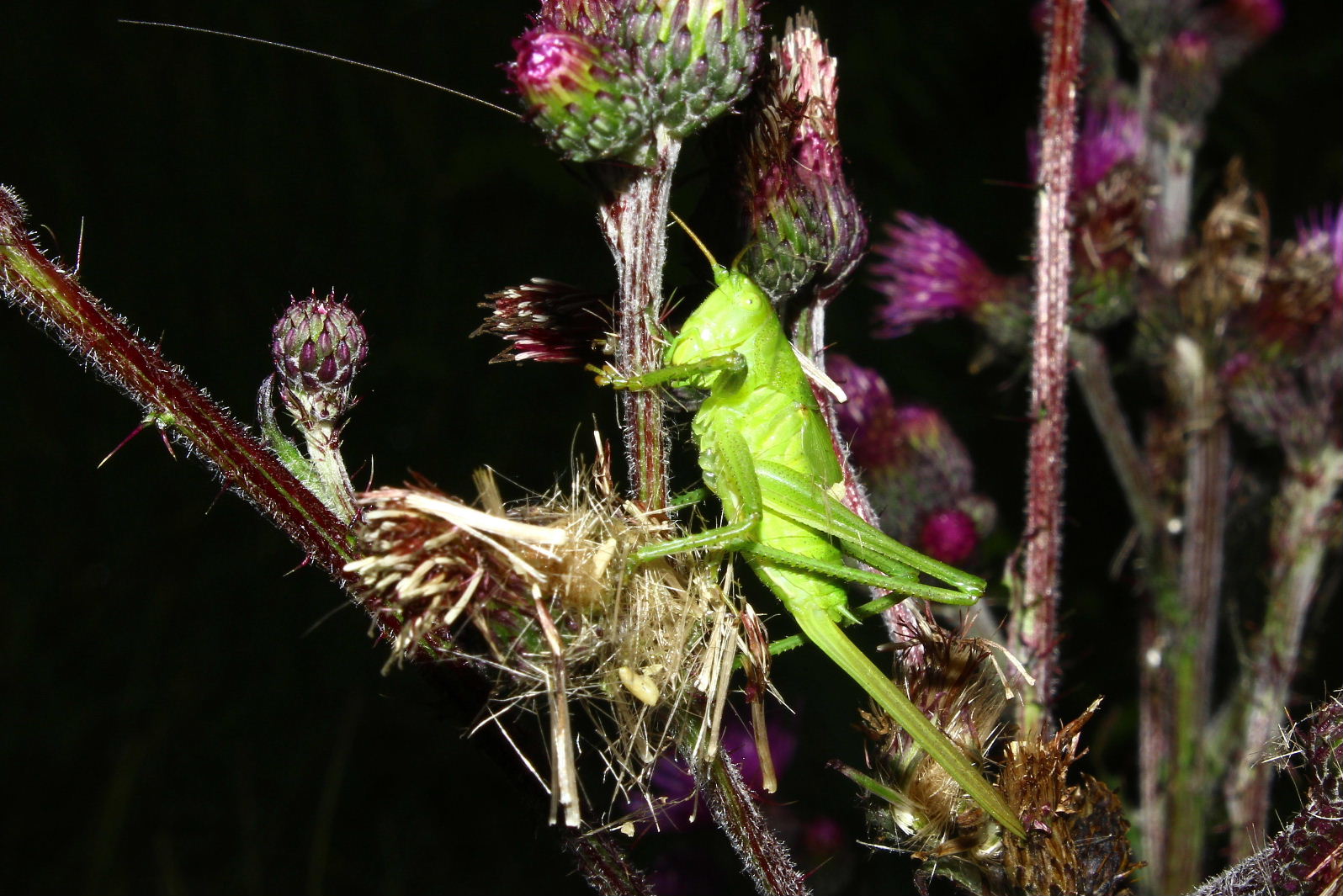 Orthoptera da determinare-1 ??