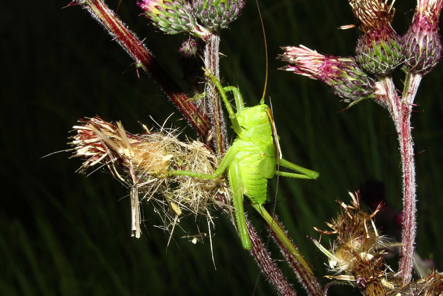 Orthoptera da determinare-1 ??