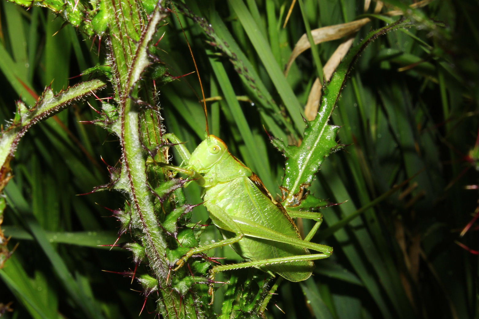 Orthoptera da determinare-1 ??