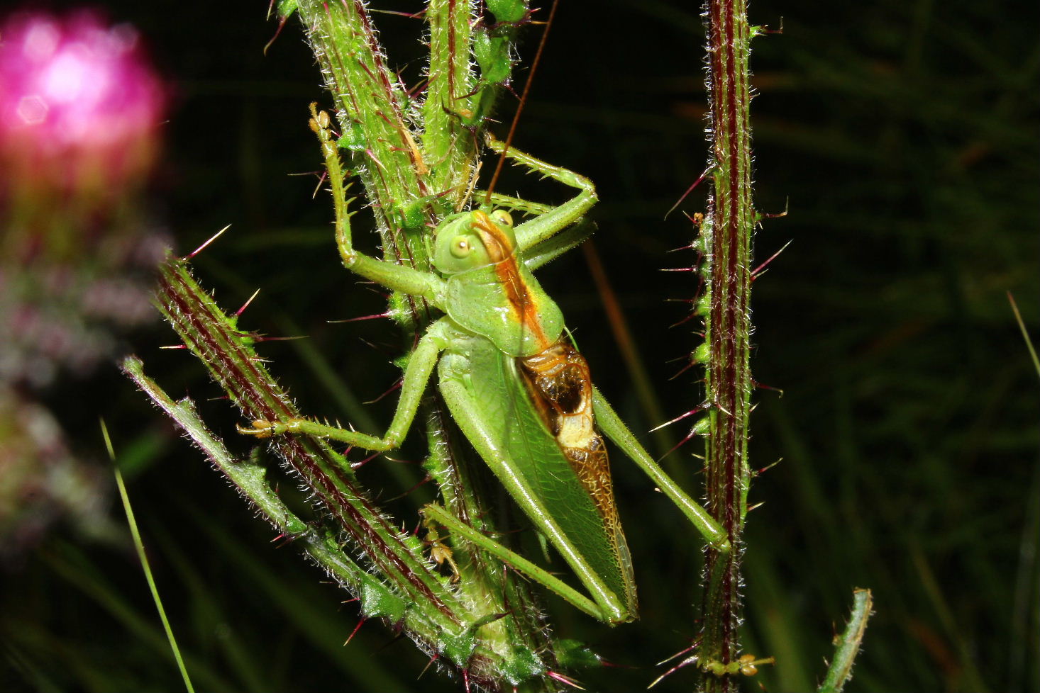 Orthoptera da determinare-1 ??