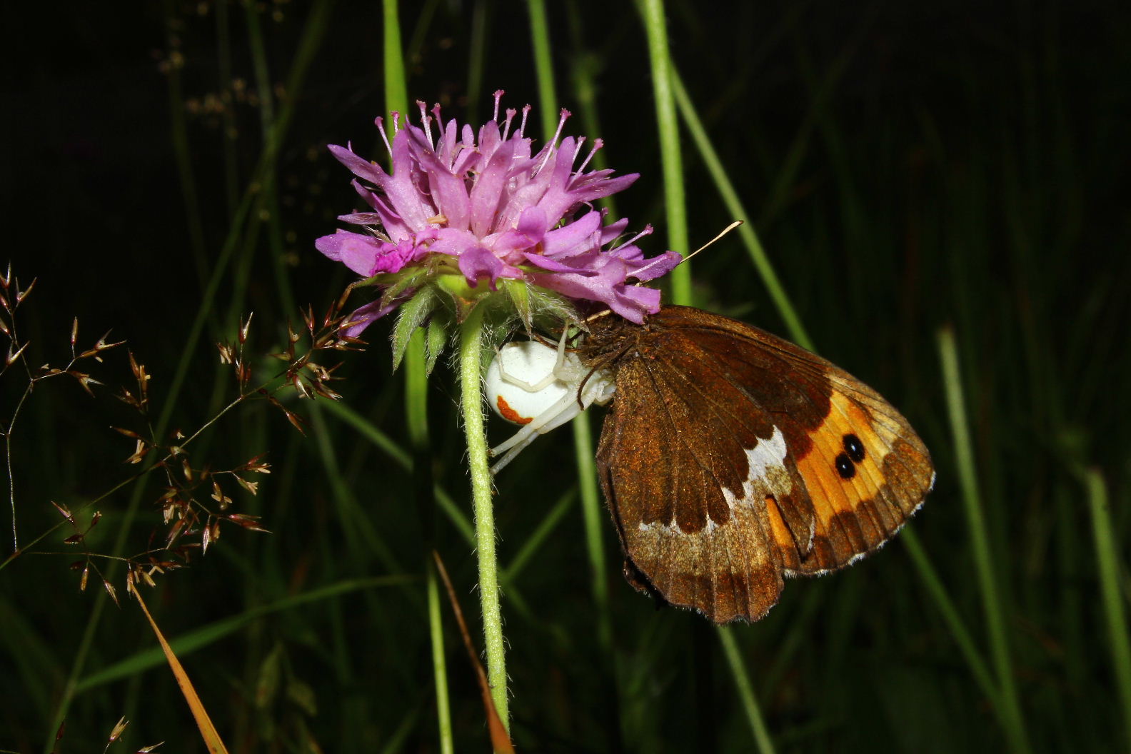 Lepidoptera predato da determinare