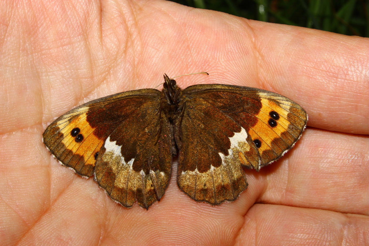 Lepidoptera predato da determinare