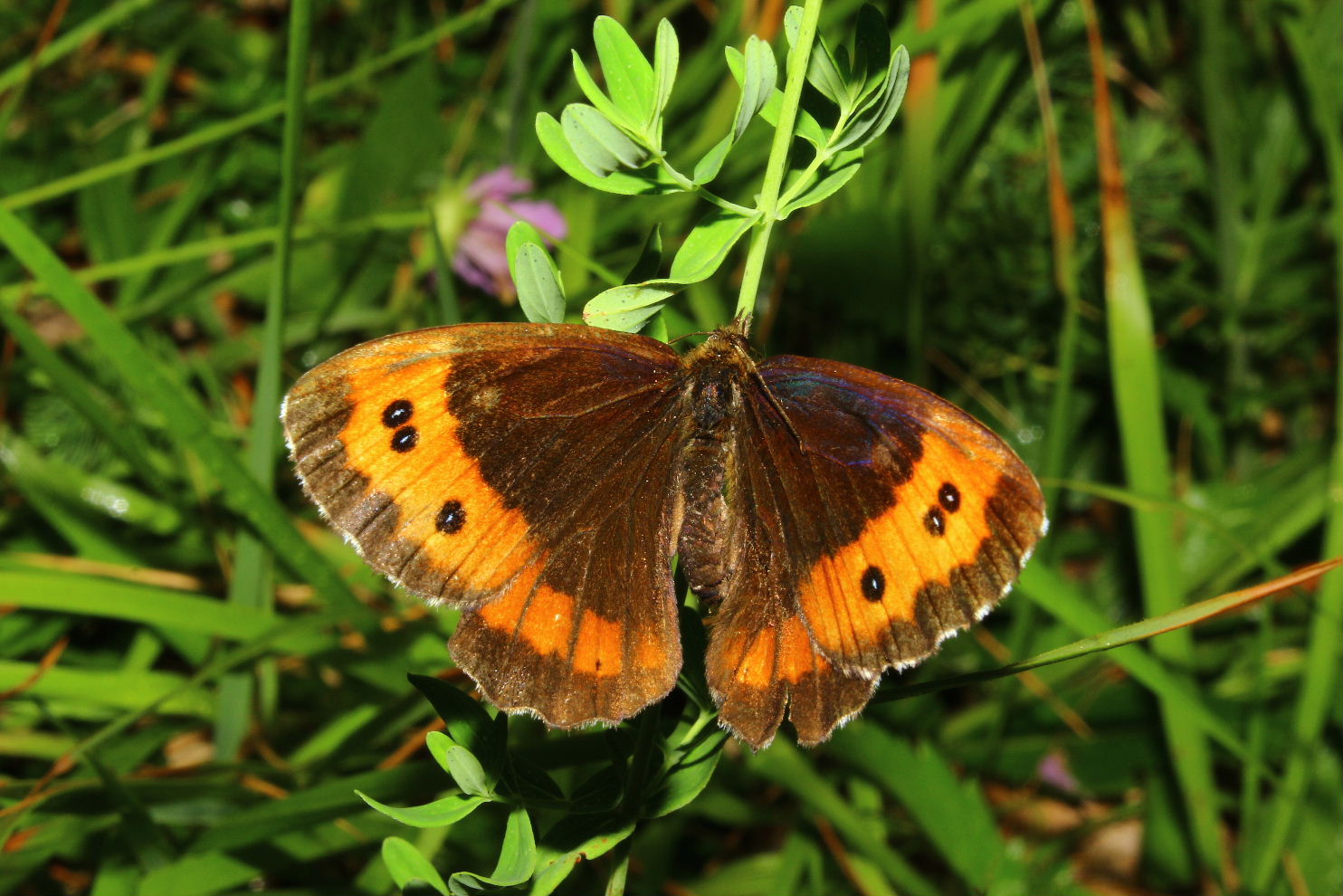 Lepidoptera predato da determinare