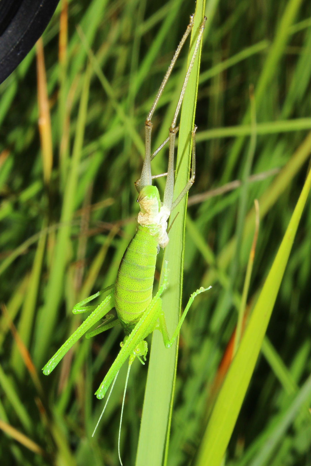 Orthoptera che si spoglia da determinare