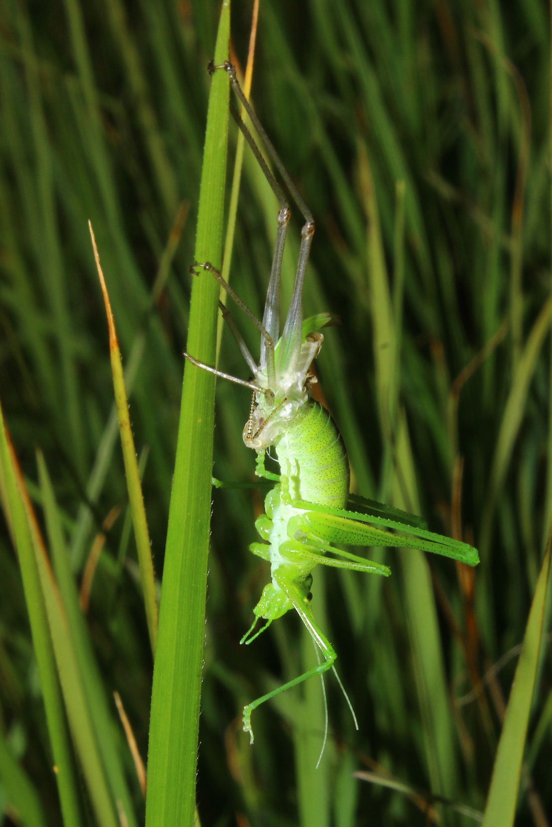 Orthoptera che si spoglia da determinare