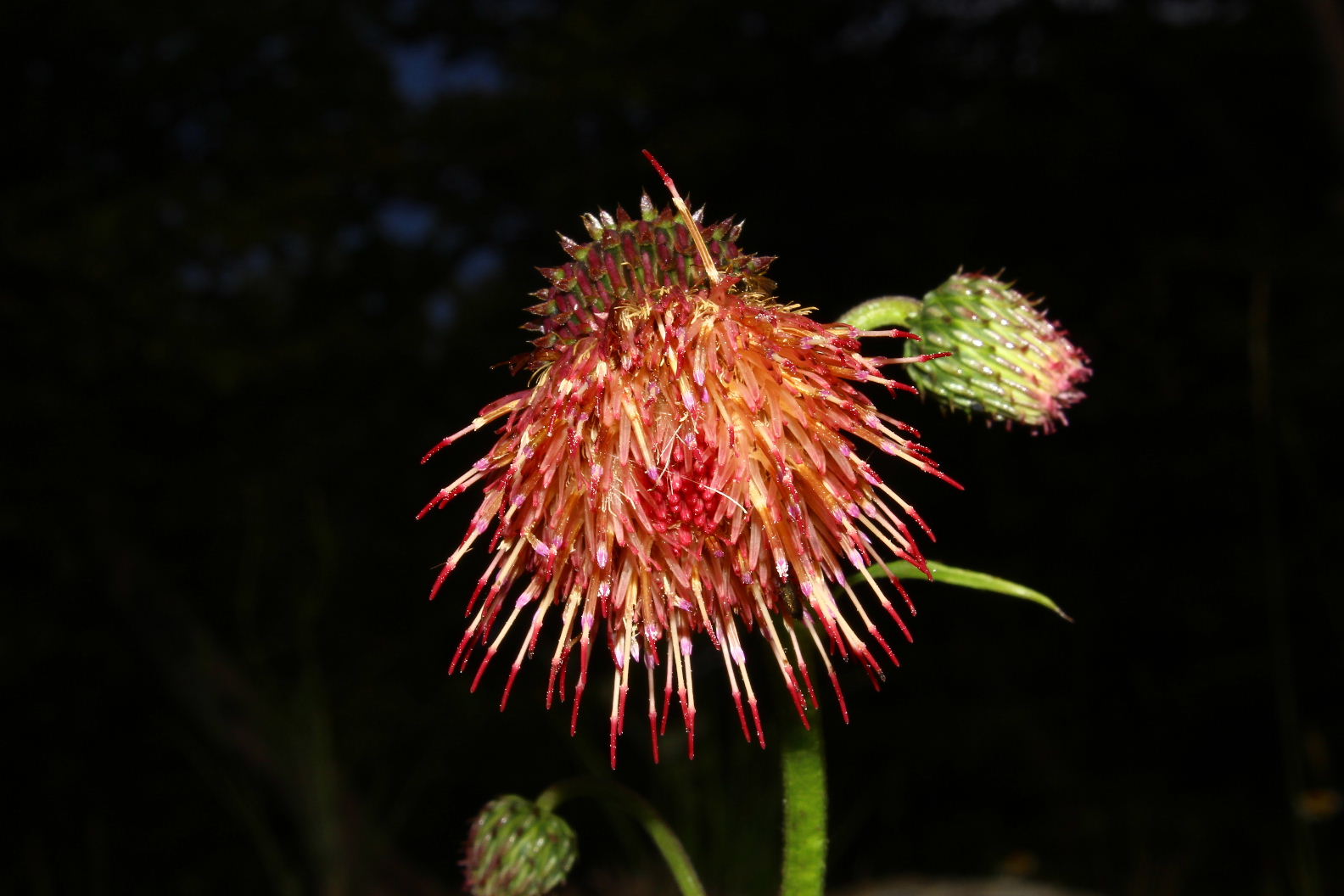 Cirsium x fabium (Ibrido tra: C.erisithalese e C.alsophilum)