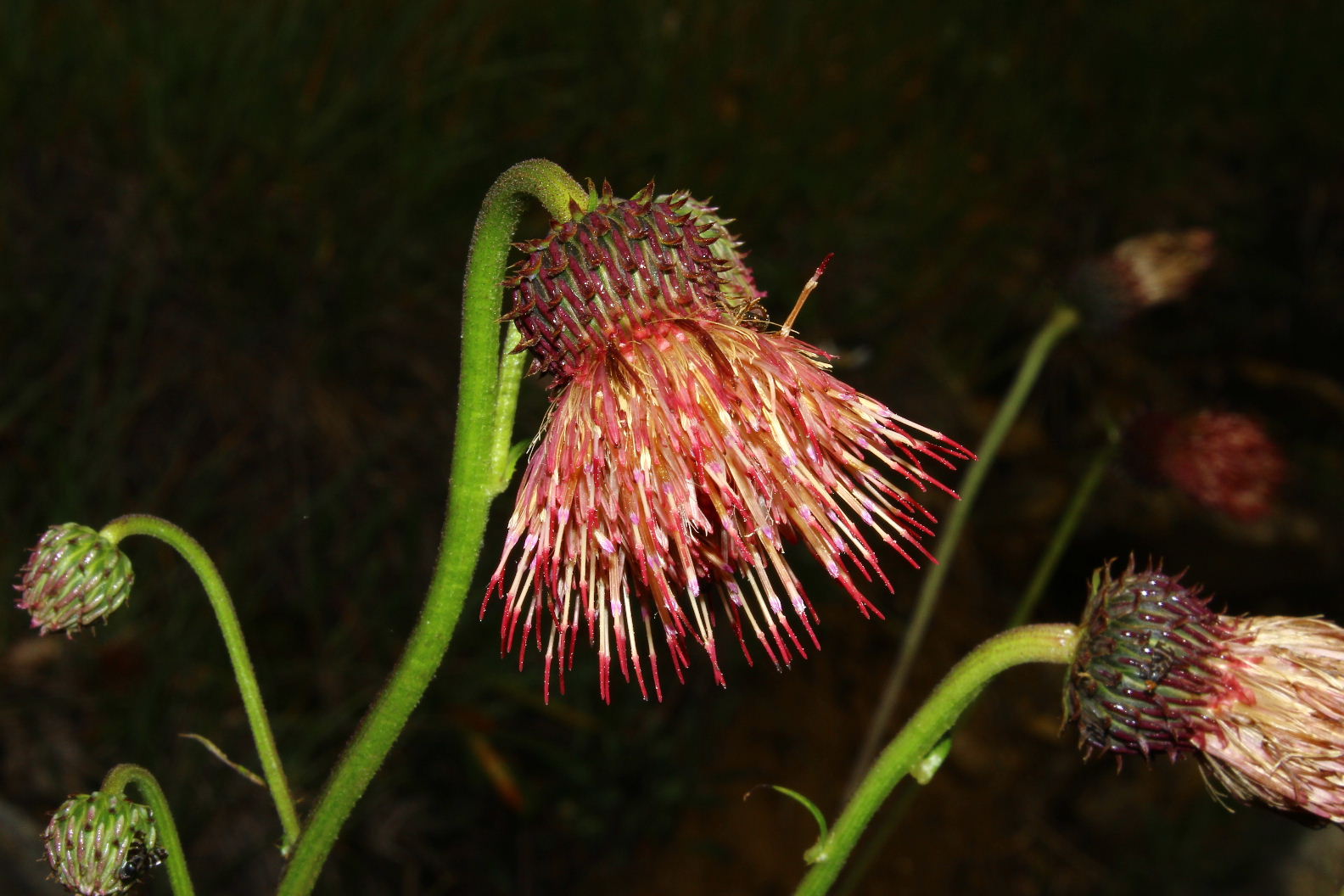 Cirsium x fabium (Ibrido tra: C.erisithalese e C.alsophilum)