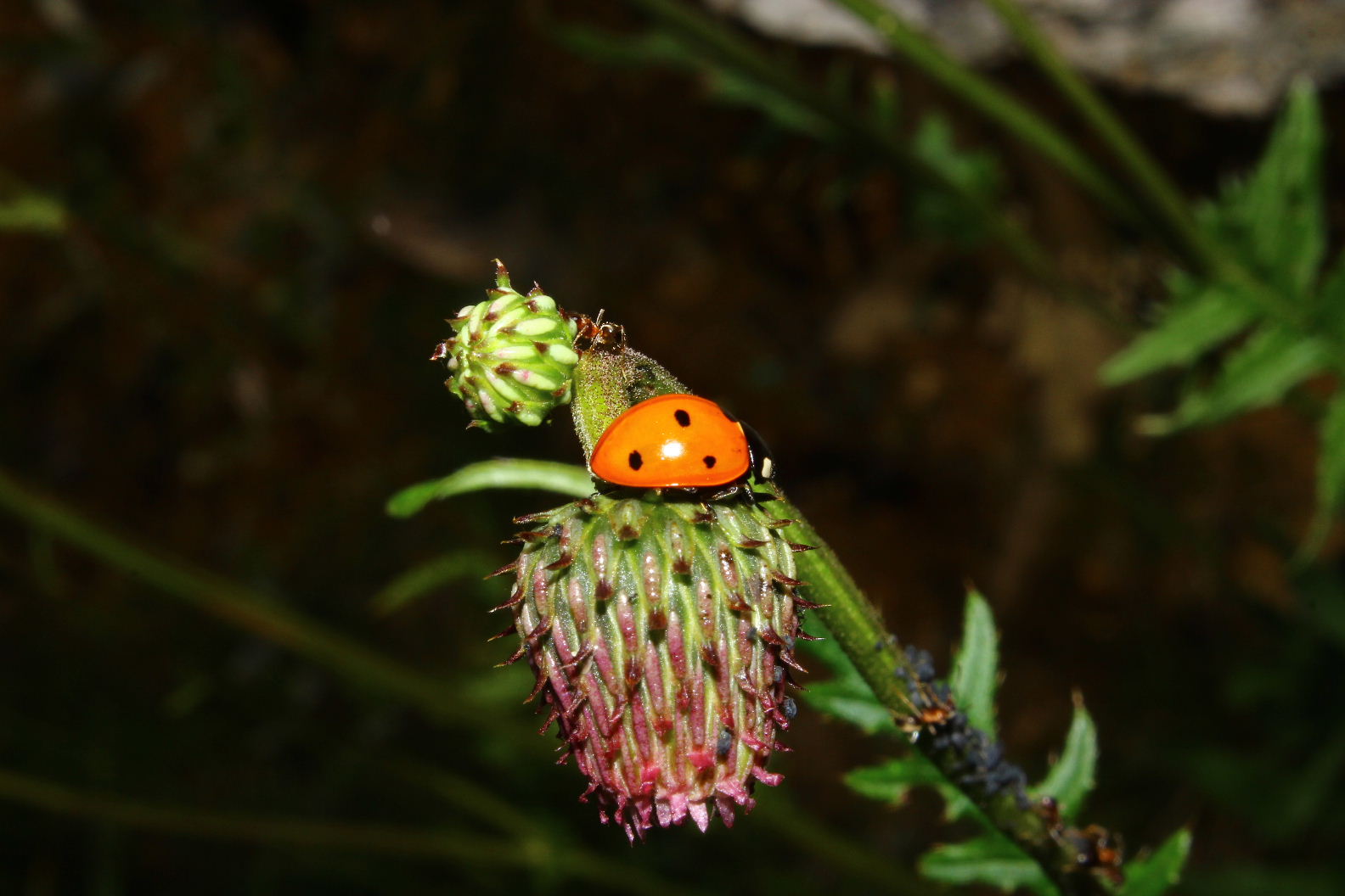 Cirsium x fabium (Ibrido tra: C.erisithalese e C.alsophilum)