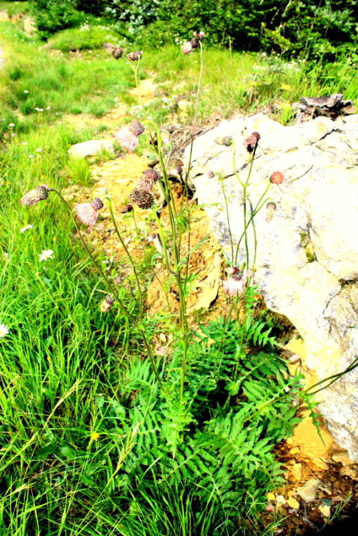 Cirsium x fabium (Ibrido tra: C.erisithalese e C.alsophilum)