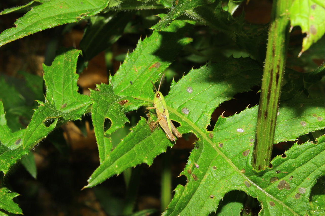 Cirsium x fabium (Ibrido tra: C.erisithalese e C.alsophilum)