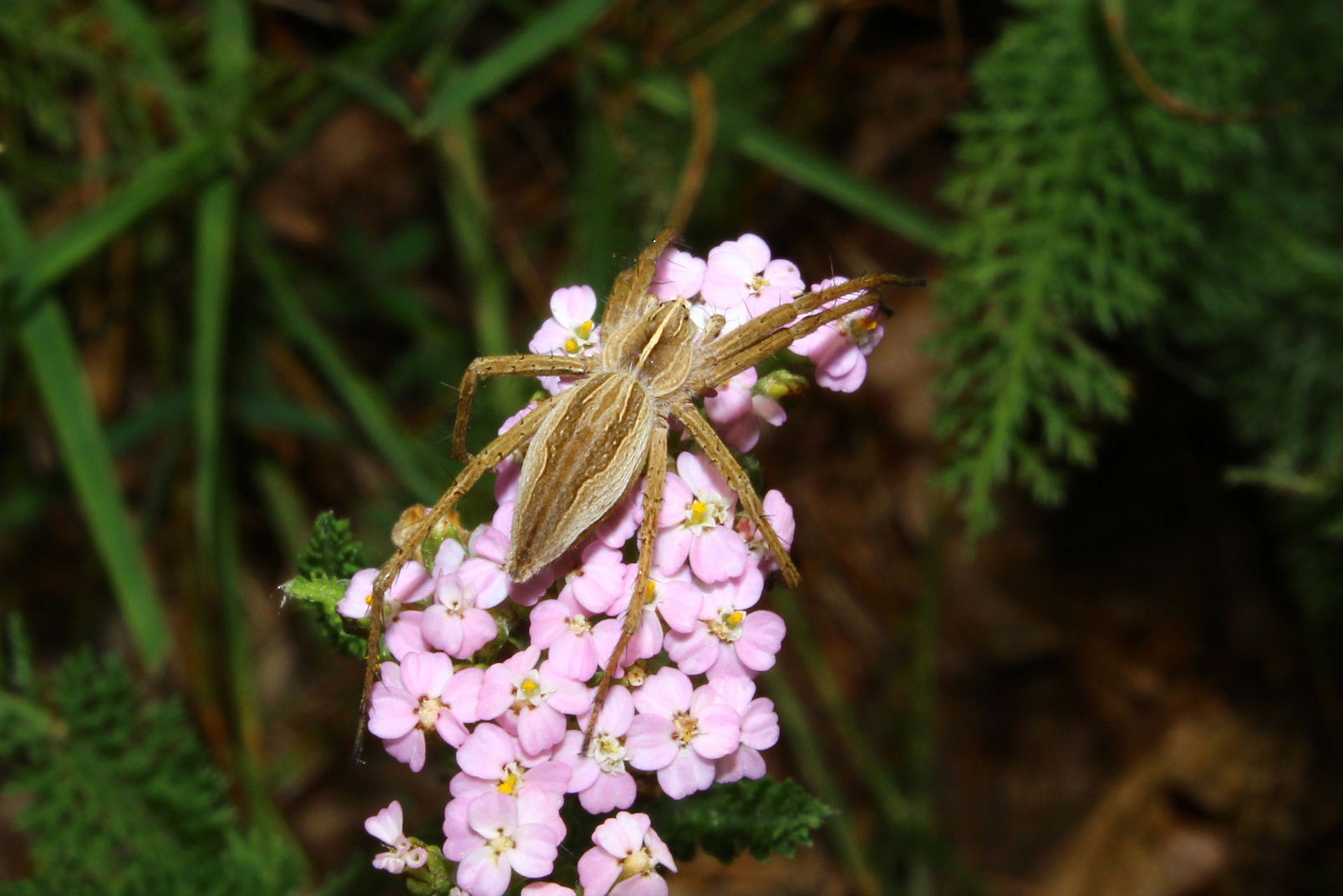 Pisaura cfr mirabilis - Parco del Beigua (SV)