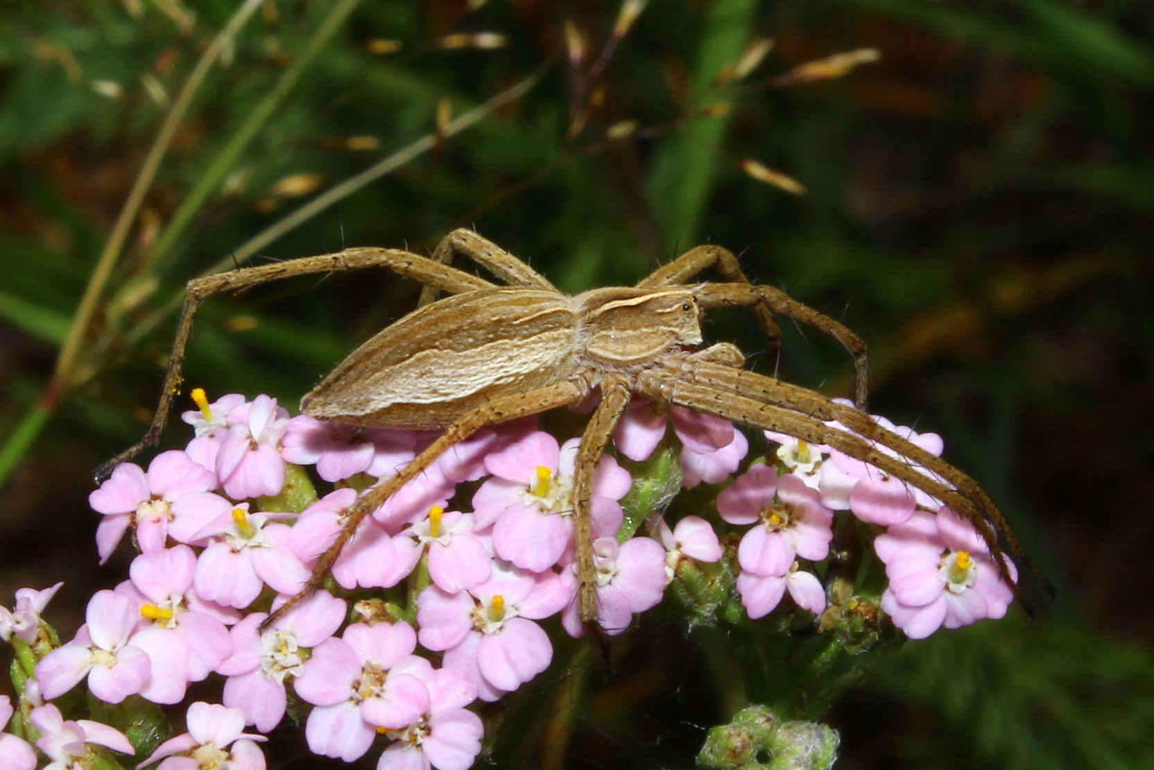 Pisaura cfr mirabilis - Parco del Beigua (SV)