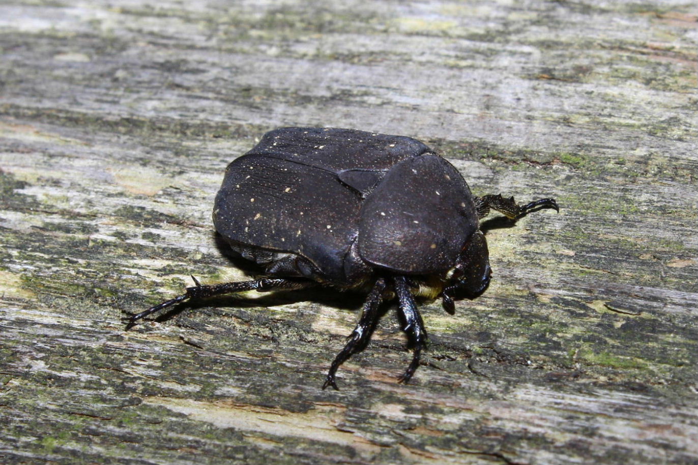 Coleoptera da determinare - Protaetia morio (Cetoniidae)