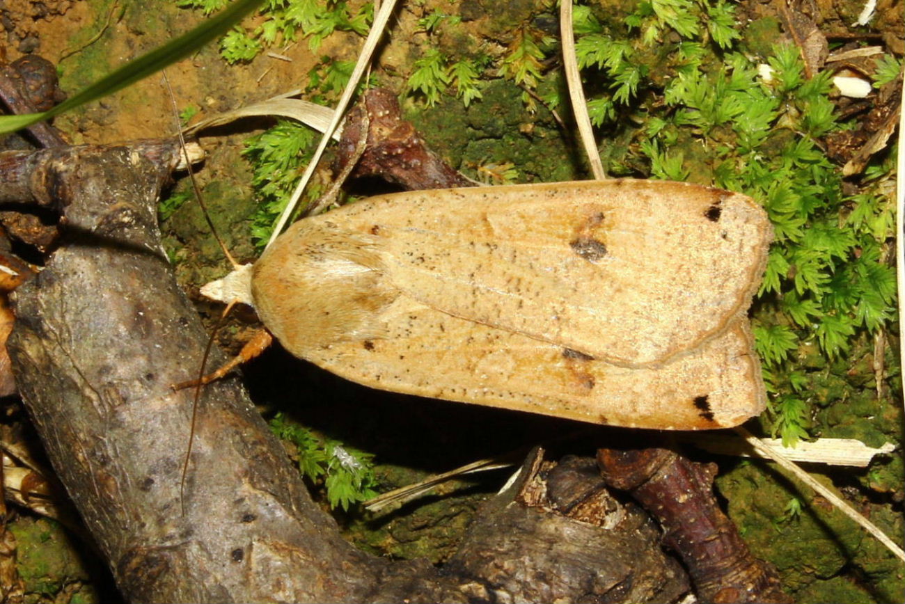 Falena ?? da determinare -4 - Noctua pronuba