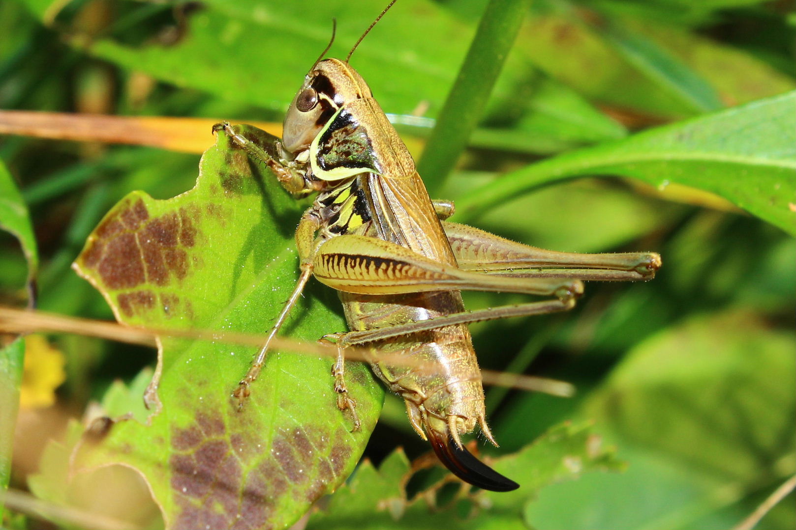 Orthoptera da determinare-5 ??