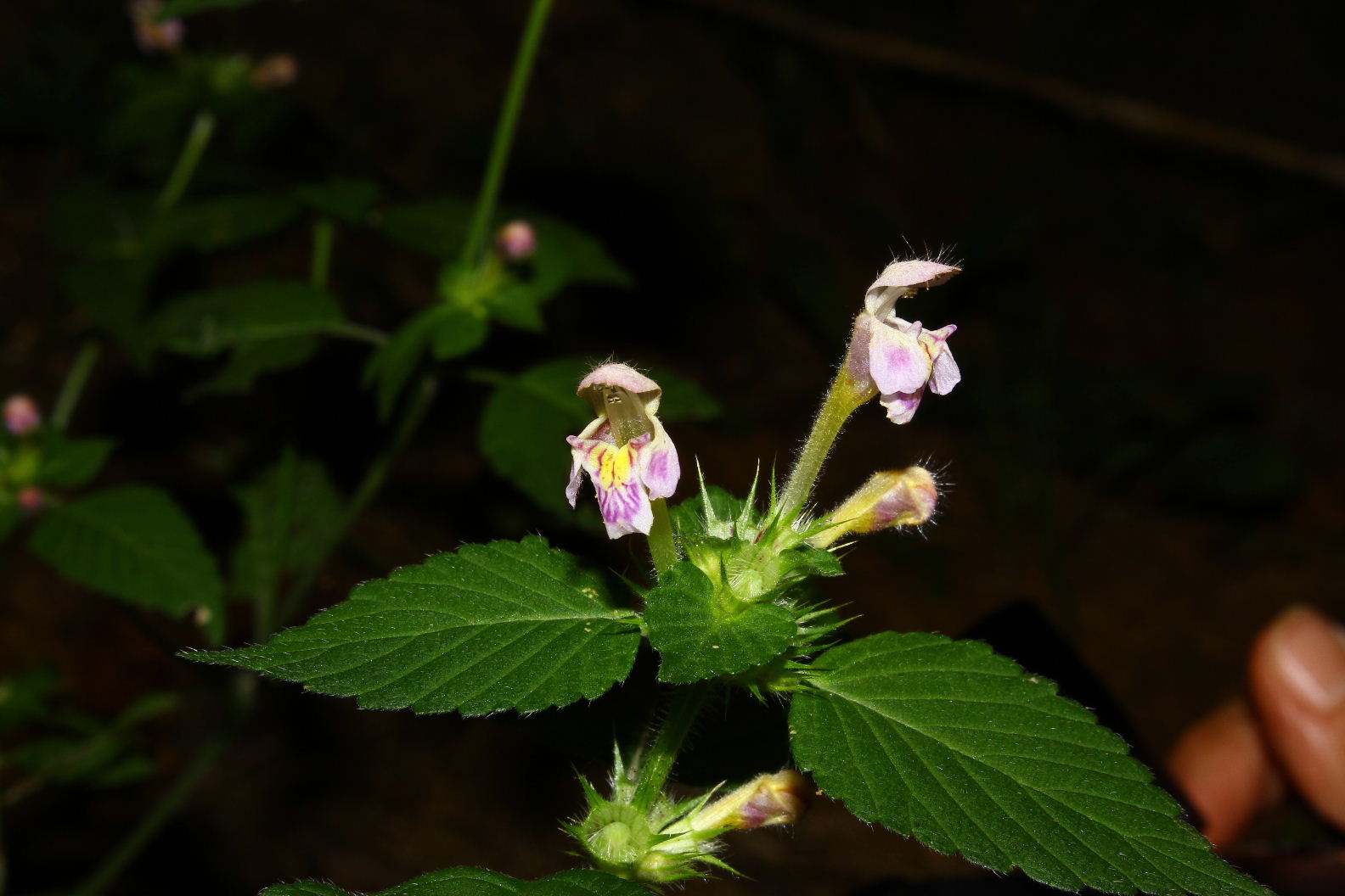 Galeopsis??  da determinare