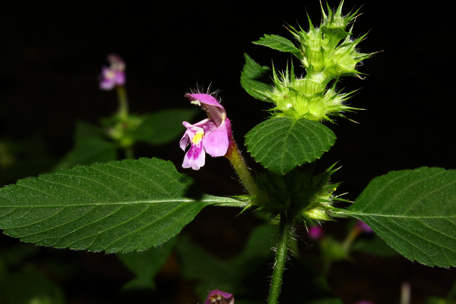 Galeopsis??  da determinare