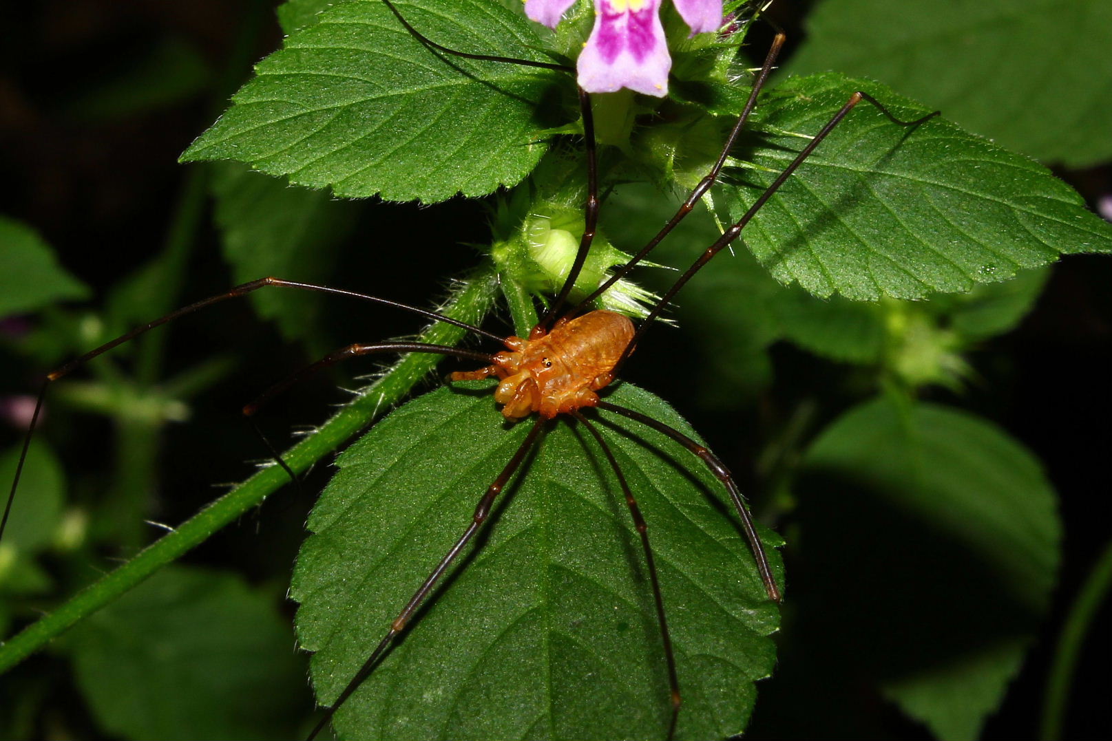 Opilio da Pianpaludo (SV)