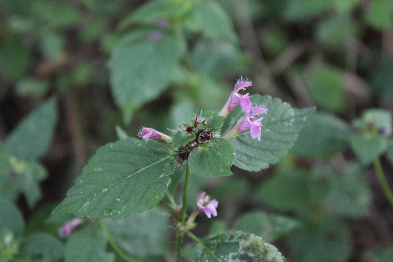 Galeopsis??  da determinare