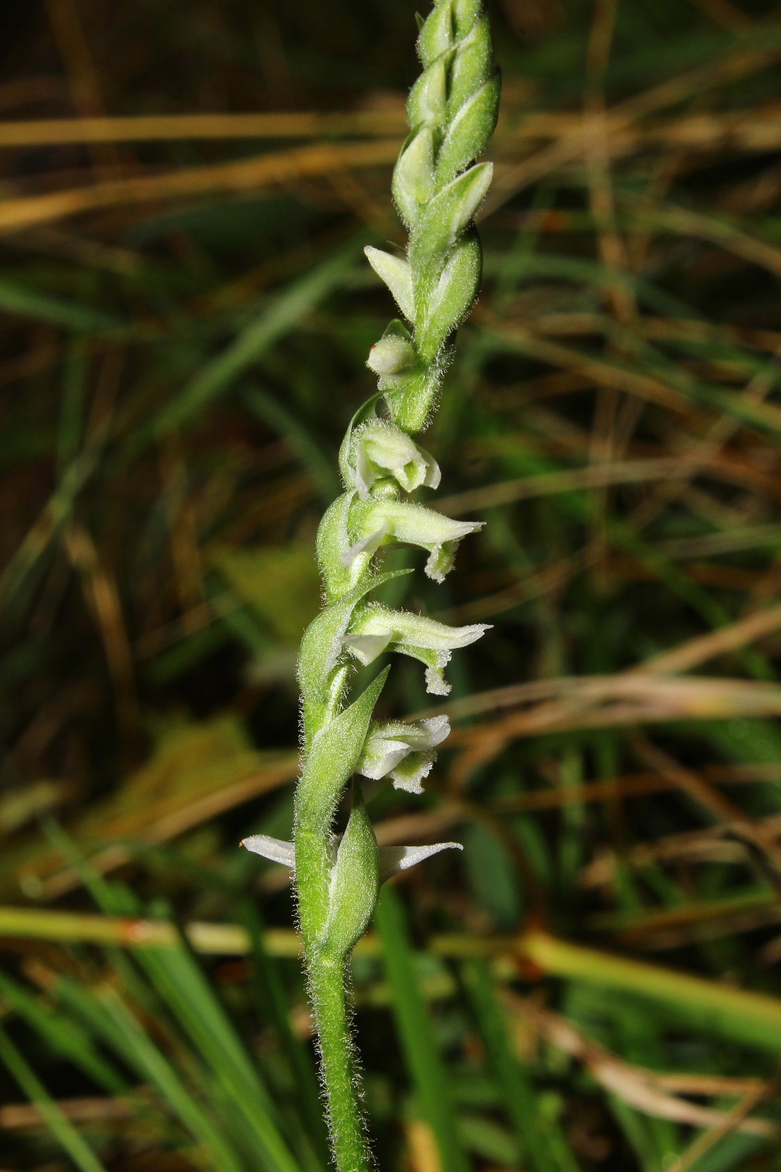 Spiranthes spiralis-Genova