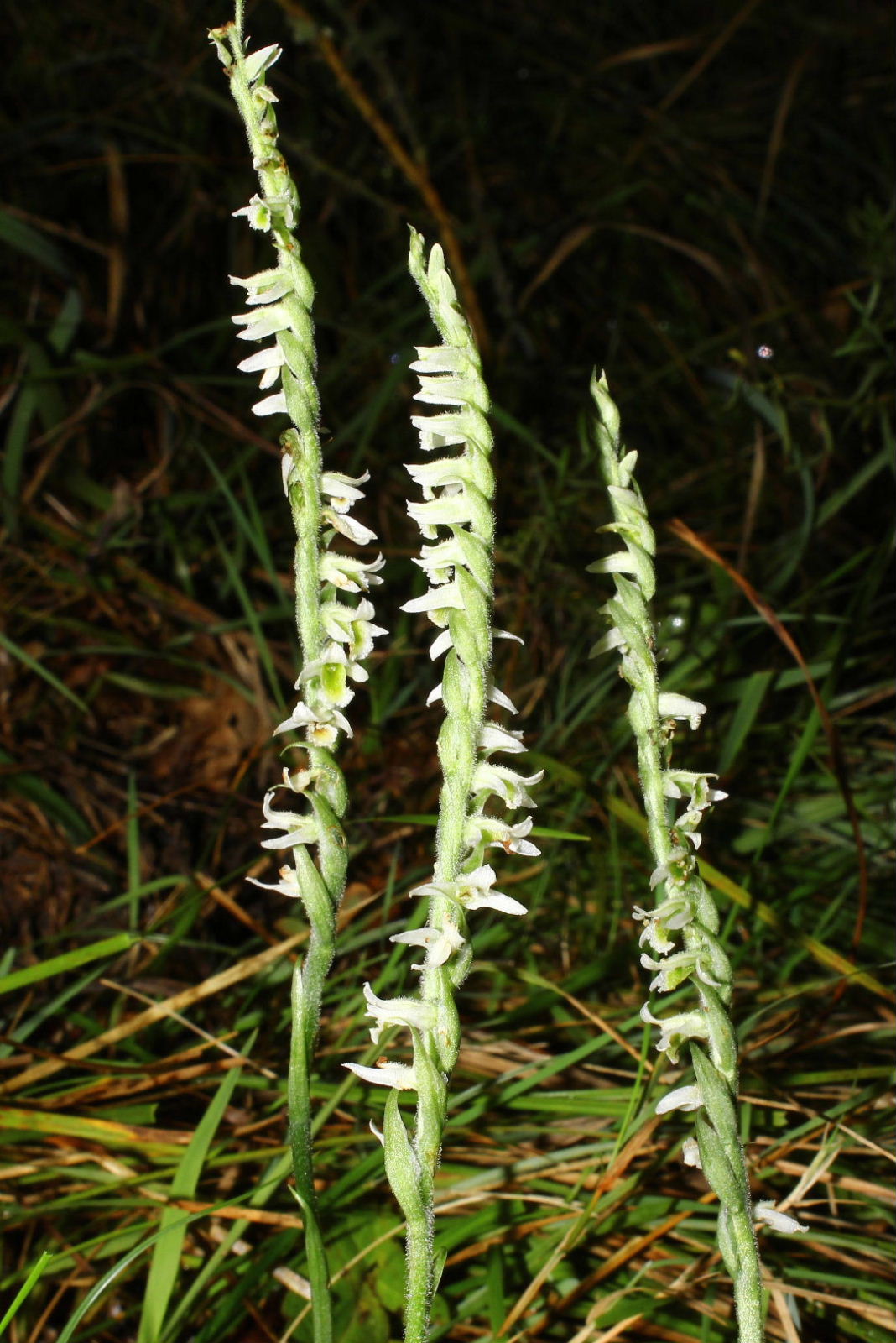 Spiranthes spiralis-Genova