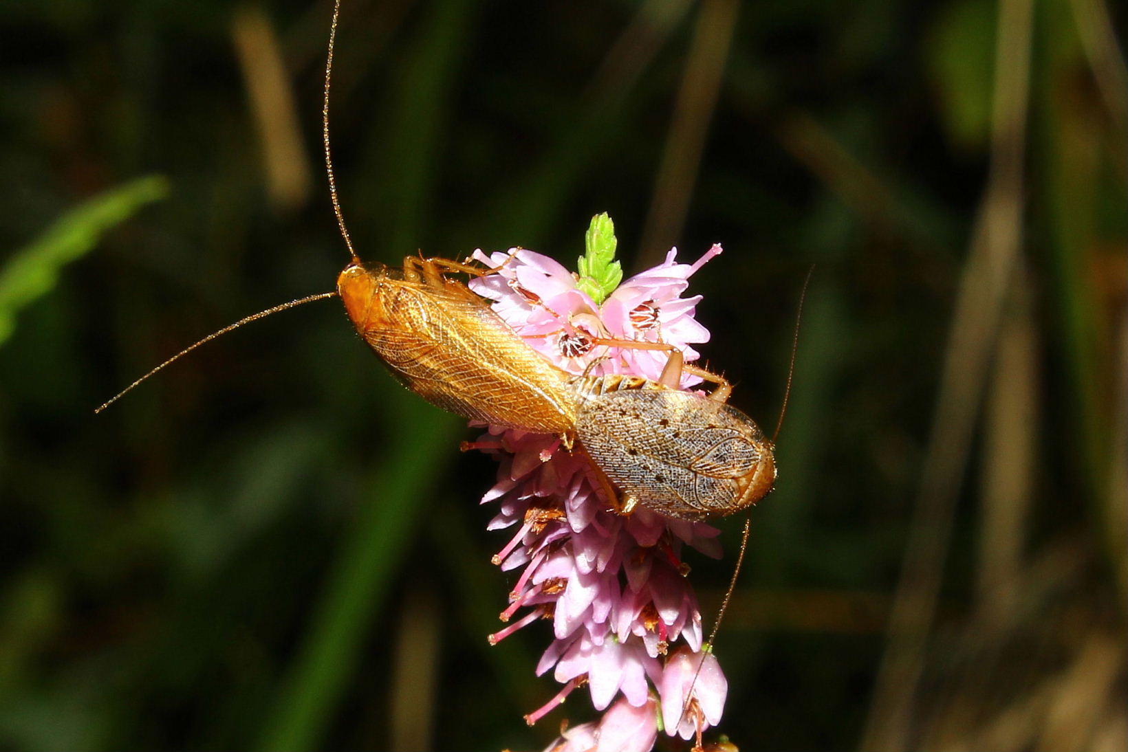 Ectobius vittiventris (Costa, 1847)