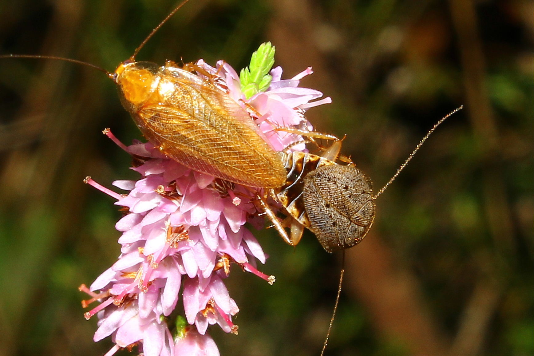 Ectobius vittiventris (Costa, 1847)