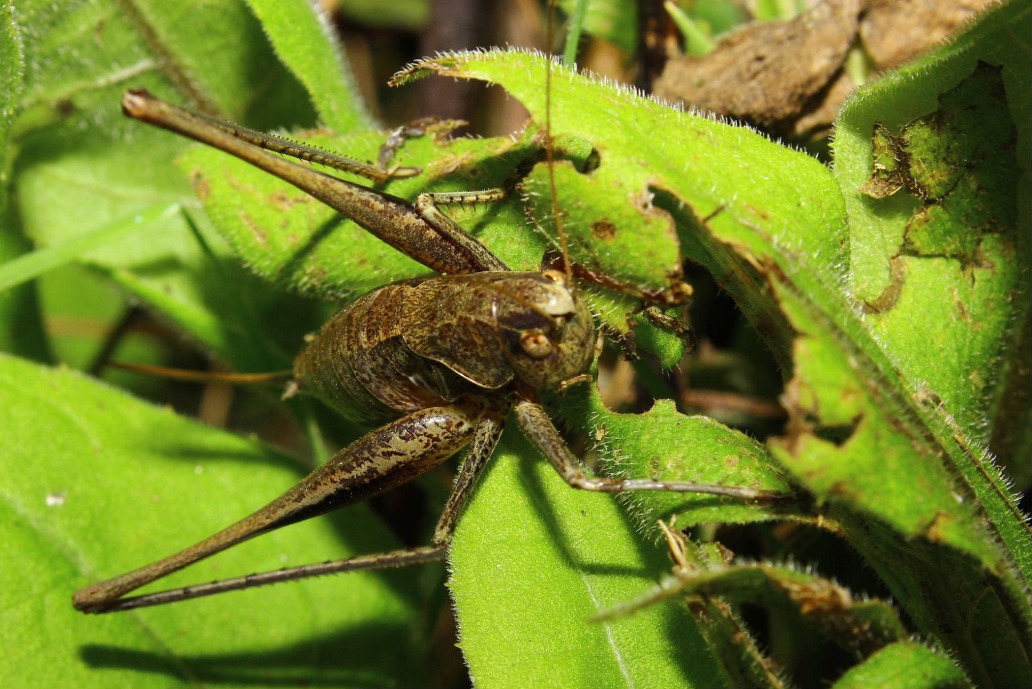 Orthoptera da determinare-8 ??