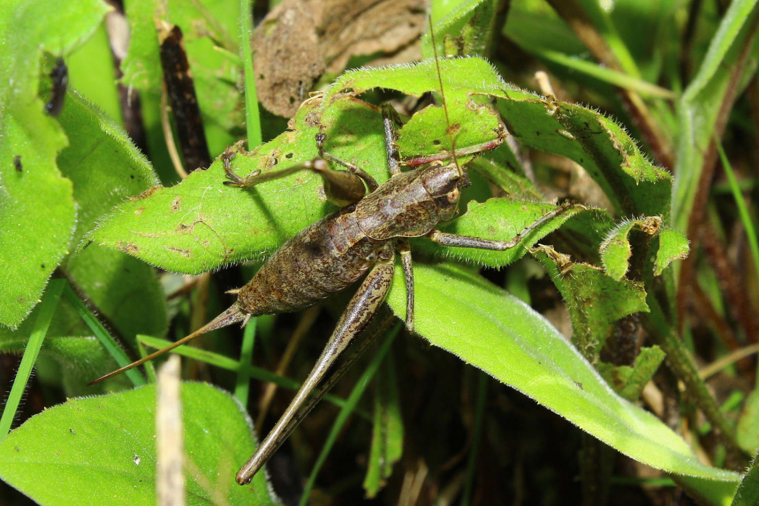 Orthoptera da determinare-8 ??