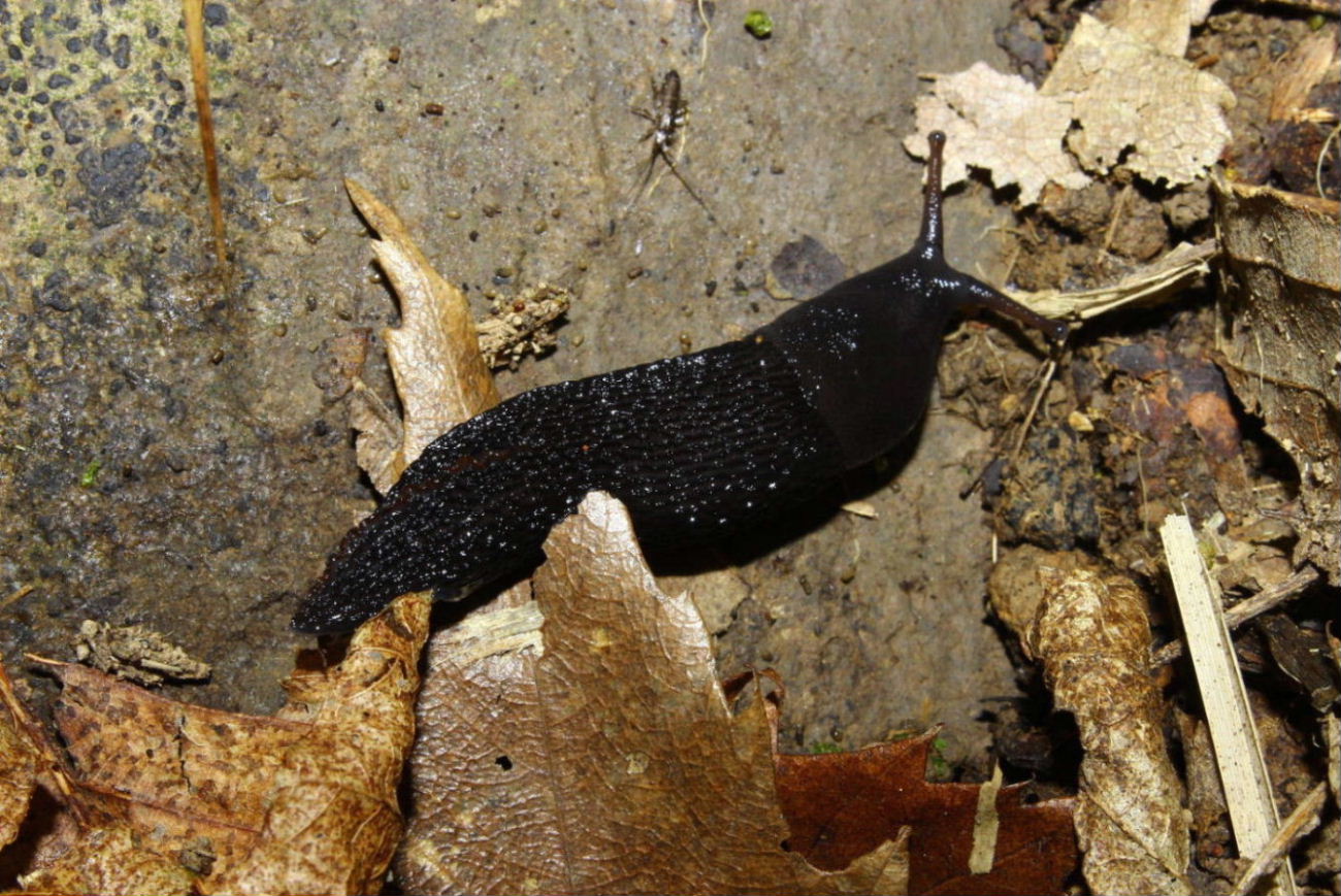 Limax cf. doriae da Genova Monte Fasce (GE)