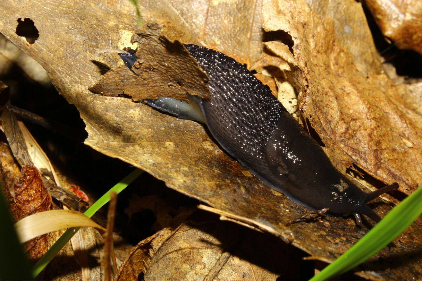 Limax cf. doriae da Genova Monte Fasce (GE)