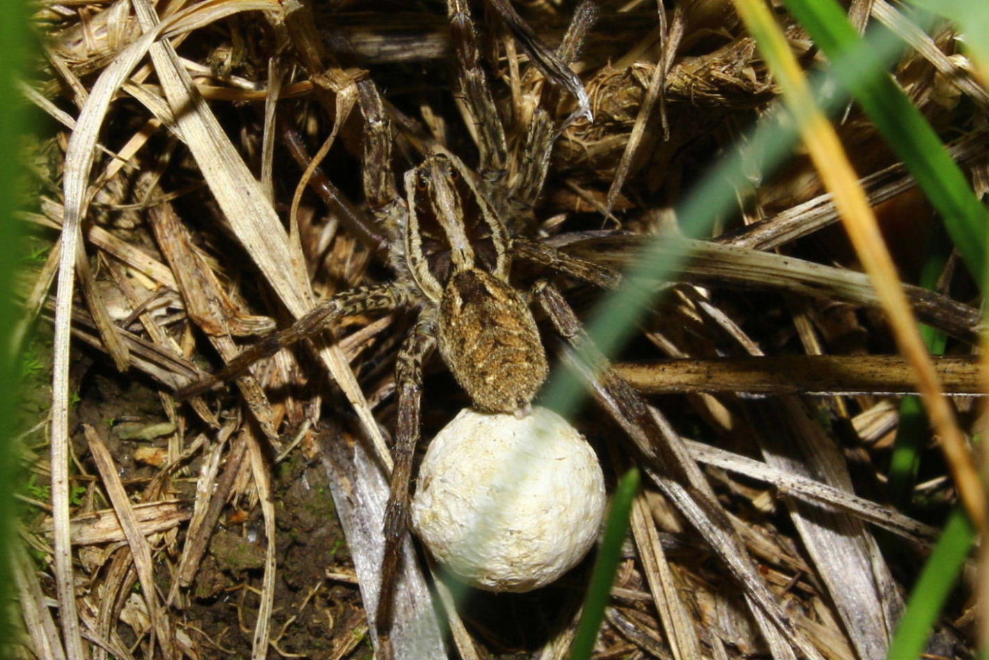 Hogna radiata con ovisacco - Monte Fasce-(GE)