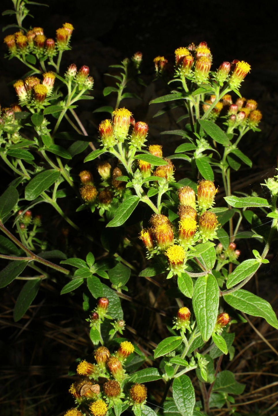 Inula conyzae