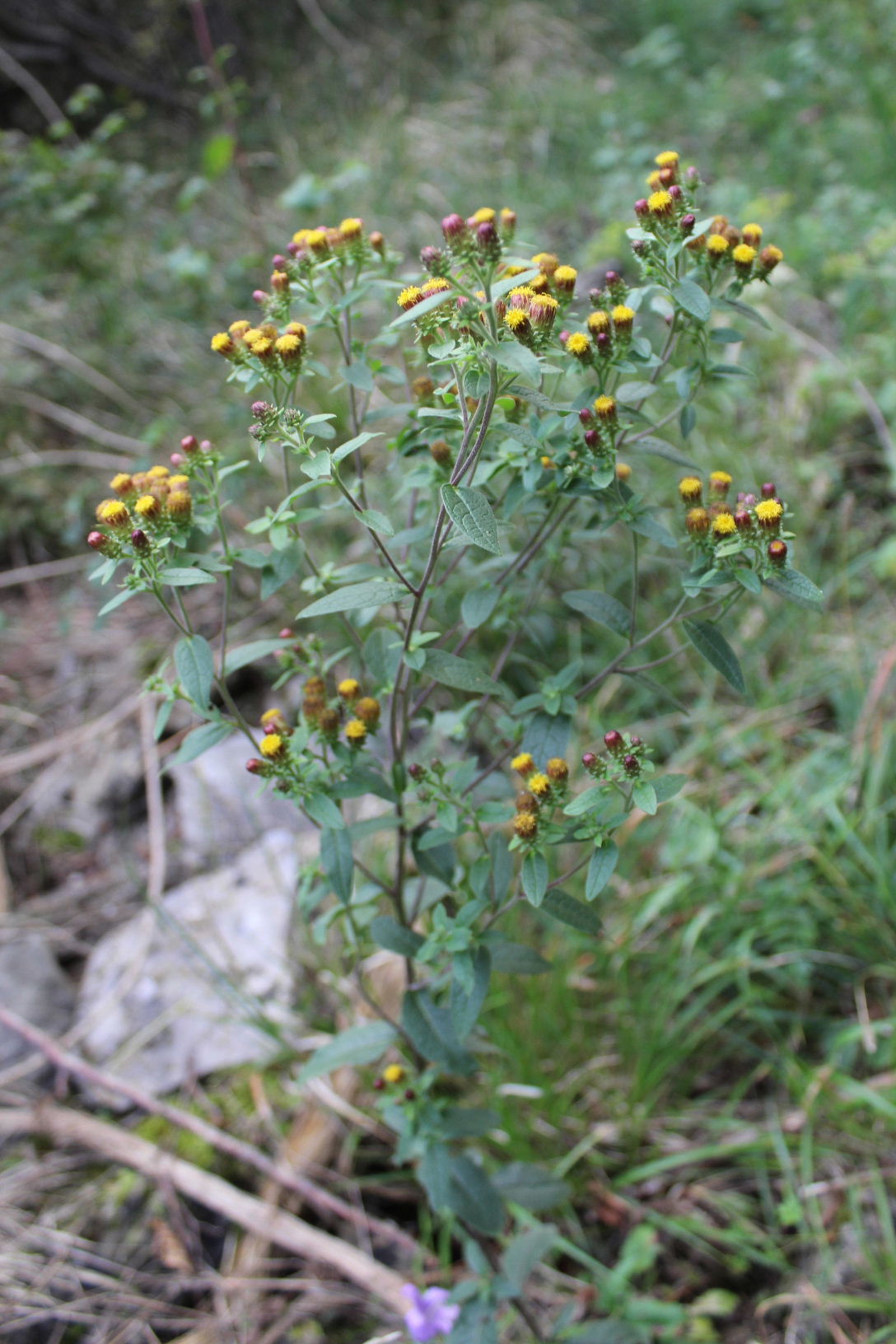 Inula conyzae