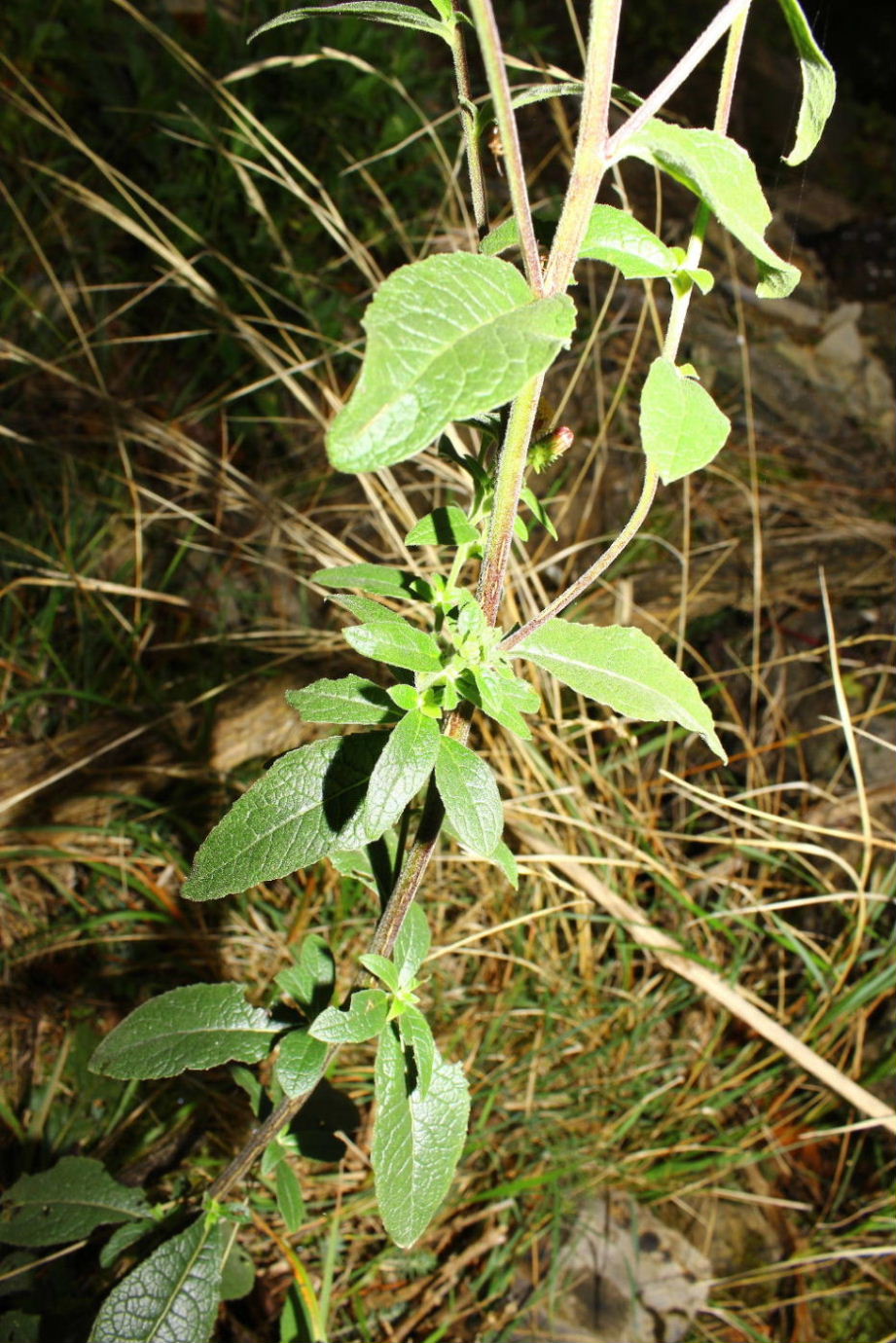 Inula conyzae