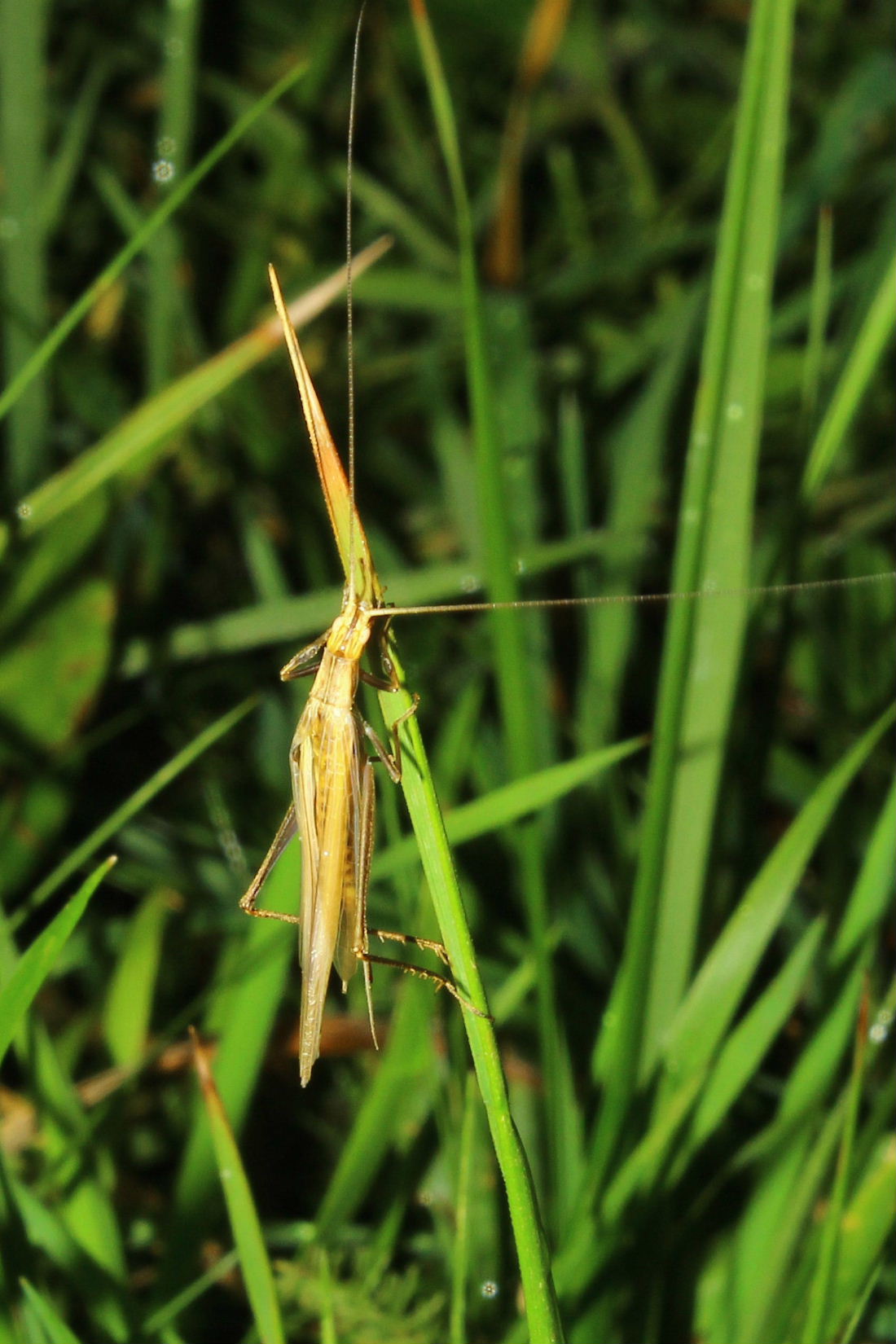 Femmina di Oecanthus pellucens