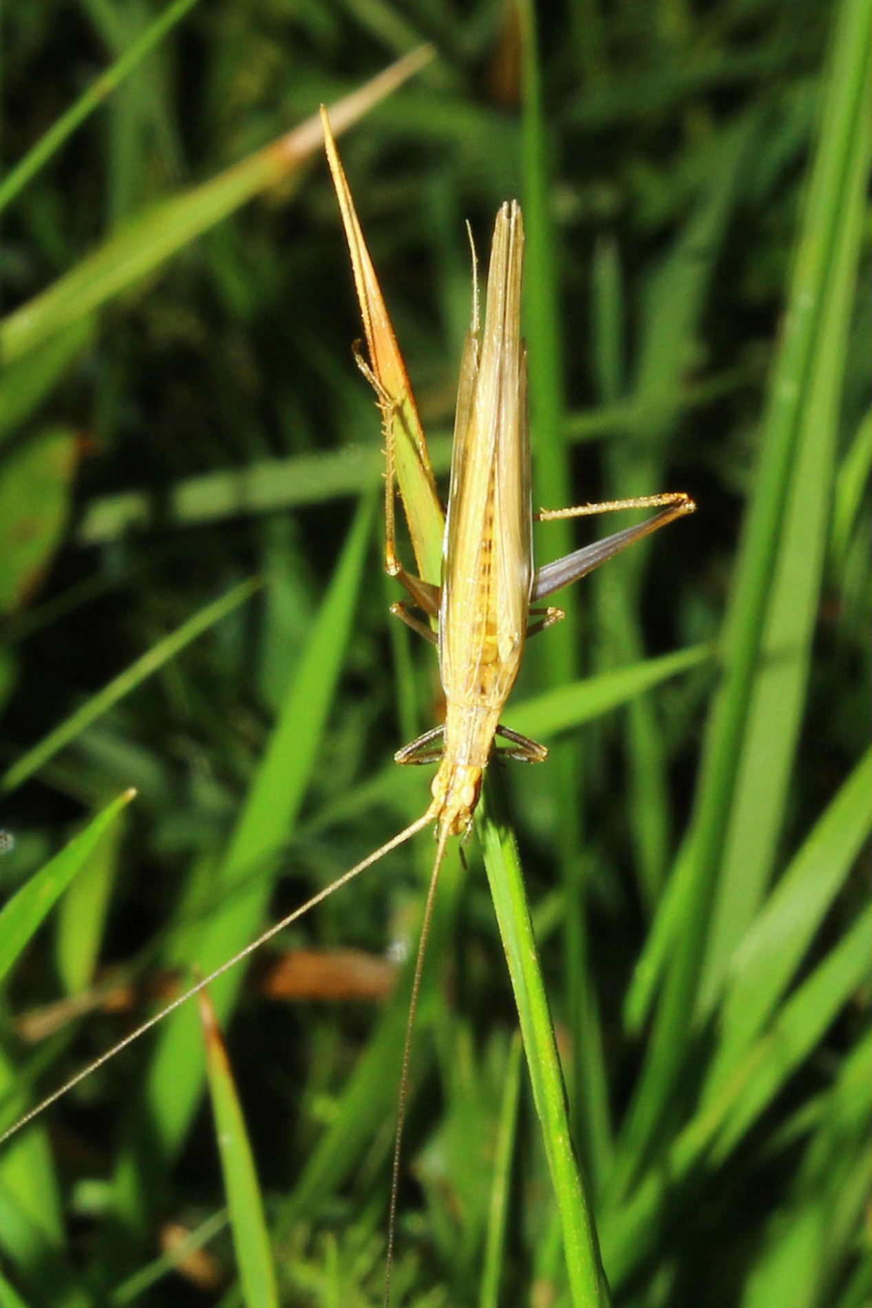 Femmina di Oecanthus pellucens