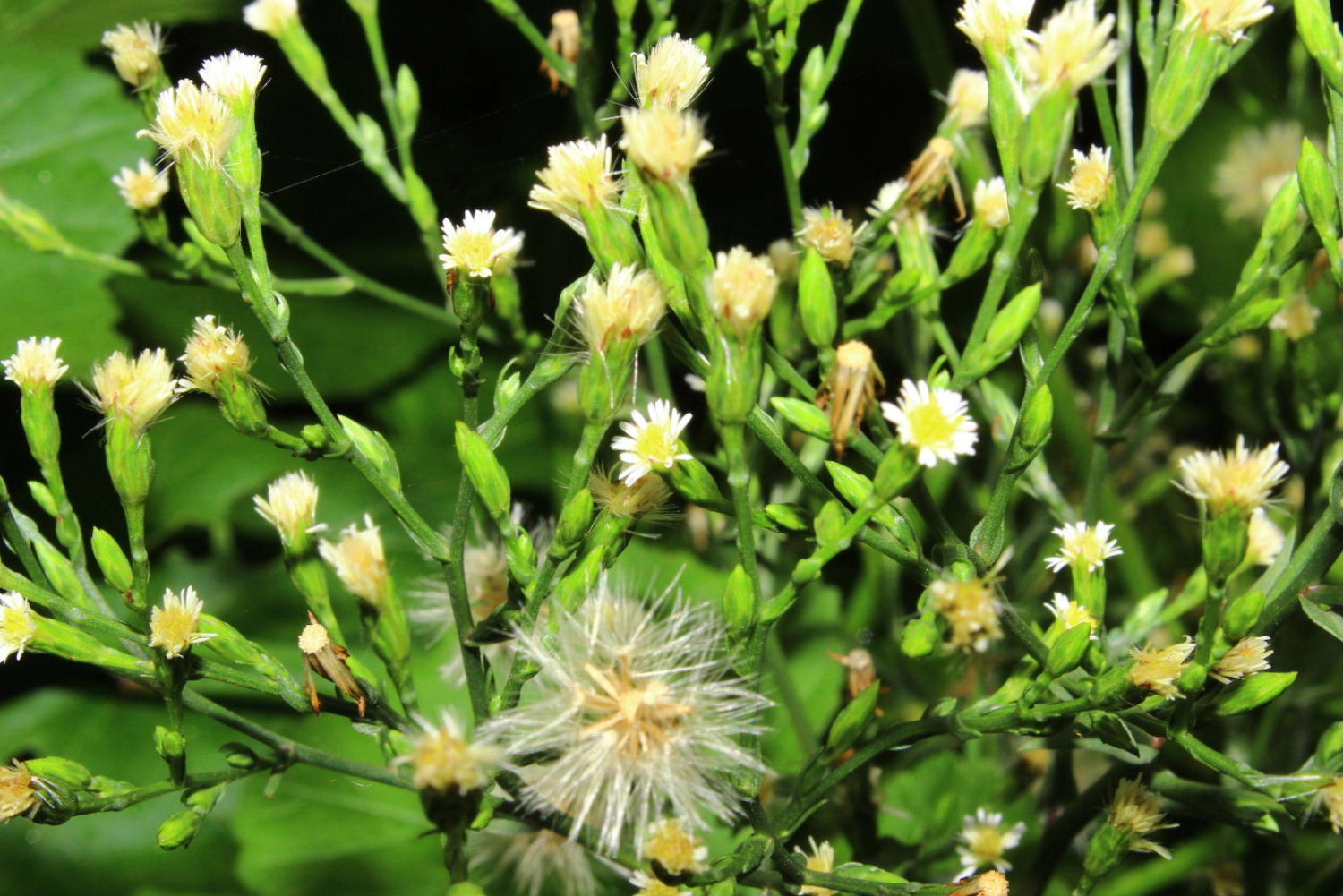 Symphyotrichum squamatum,